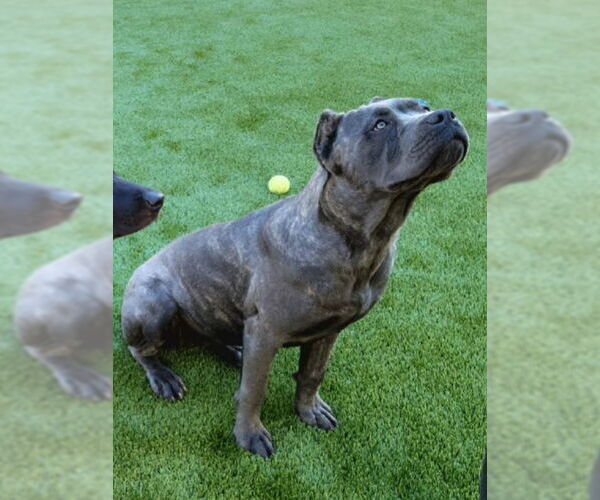 Medium Photo #7 Mutt Puppy For Sale in Goodyear, AZ, USA