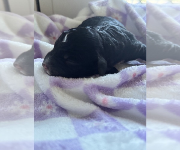 Medium Photo #32 Aussiedoodle-Bernedoodle Mix Puppy For Sale in BELTON, SC, USA