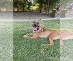 Small #4 Black Mouth Cur Mix