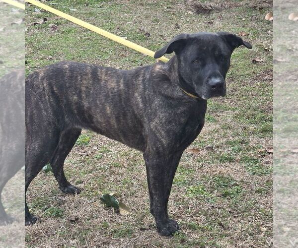 Medium Photo #2 Mutt Puppy For Sale in Yardley, PA, USA