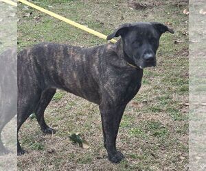 Pyper  Lower Fee! - Female Mutt Dog for Adoption - Photo #2