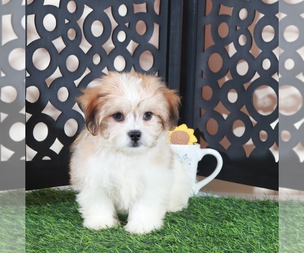 Medium Photo #2 Zuchon Puppy For Sale in MOUNT VERNON, OH, USA