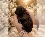 Puppy Orange Collar Goldendoodle