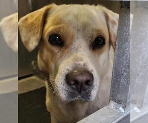 Labrador Retriever-Unknown Mix Dogs for adoption in San Antonio, TX, USA