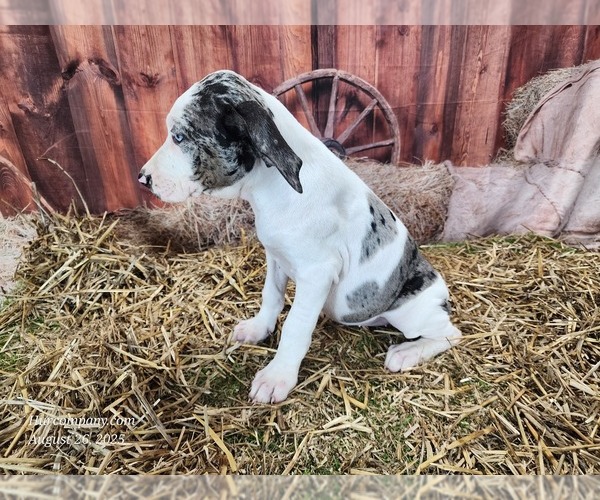Medium Photo #10 Catahoula Leopard Dog Puppy For Sale in CUMBY, TX, USA