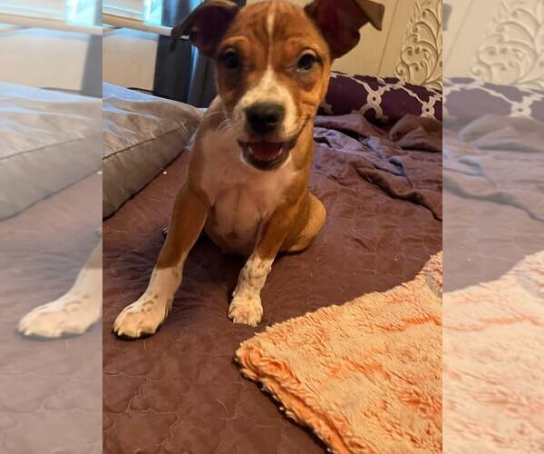 Medium Photo #3 American Pit Bull Terrier-Unknown Mix Puppy For Sale in MIDWAY, UT, USA