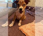Small #2 American Pit Bull Terrier Mix