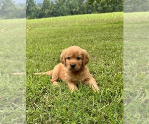 Golden Retriever Puppy for sale in PALL MALL, TN, USA