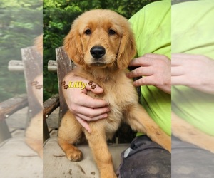 Golden Retriever Puppy for sale in WILLIAMSON, WV, USA