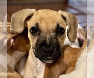 Black Mouth Cur-Boxer Mix Dogs for adoption in Jefferson, NJ, USA