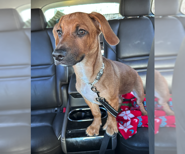 Medium Photo #5 Dachshund-Unknown Mix Puppy For Sale in Plainfield, IL, USA