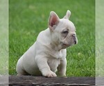 Small #1 French Bulldog