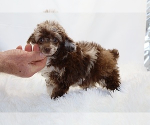 Poodle (Miniature) Puppy for sale in DYERSBURG, TN, USA