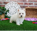 Image preview for Ad Listing. Nickname: Rosalind