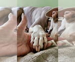 Small #25 Staffordshire Bull Terrier Mix