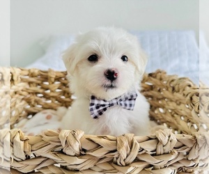 Maltese Puppy for sale in CLERMONT, FL, USA