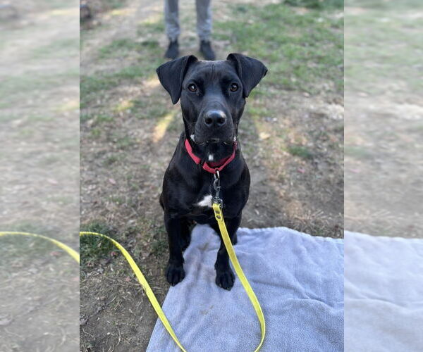Medium Photo #8 Labrador Retriever-Unknown Mix Puppy For Sale in Brewster, NY, USA