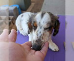 Small #3 Dachshund Mix