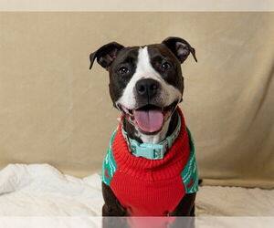 Mutt Dogs for adoption in Ames, IA, USA