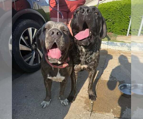 Medium Photo #2 Mastiff Puppy For Sale in Goodyear, AZ, USA