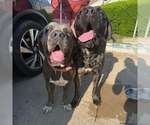 Small #1 Mastiff