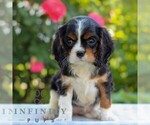 Small #4 Cavalier King Charles Spaniel