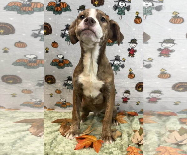 Medium Photo #2 American Pit Bull Terrier-Australian Shepherd Mix Puppy For Sale in Wetumpka, AL, USA
