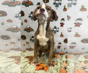 261365  McGriddle - Male American Pit Bull Terrier-Australian Shepherd Mix Dog for Adoption - Photo #2