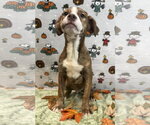 Small Photo #2 American Pit Bull Terrier-Australian Shepherd Mix Puppy For Sale in Wetumpka, AL, USA