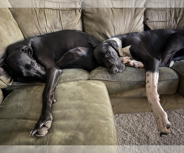 Medium Photo #1 Great Dane Puppy For Sale in MARICOPA, AZ, USA