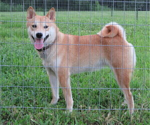 Mother of the Shiba Inu puppies born on 08/20/2022