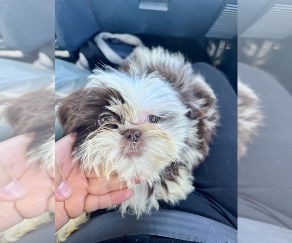 Medium Photo #5 Shih Tzu Puppy For Sale in HAYWARD, CA, USA