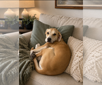 Small #1 Labrador Retriever Mix