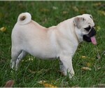 Small Photo #2 Pug Puppy For Sale in HARTLY, DE, USA