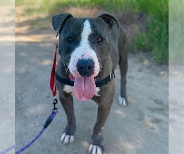 Medium Photo #4 American Pit Bull Terrier Puppy For Sale in Aurora, CO, USA