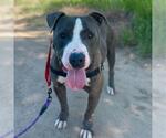 Small #3 American Pit Bull Terrier