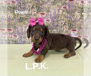 Dachshund Puppy for sale in WINNSBORO, LA, USA