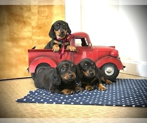 Dachshund Puppy for Sale in ELVERSON, Pennsylvania USA