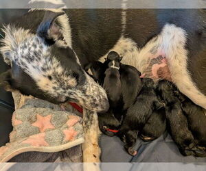 Mutt Dogs for adoption in Pacifica, CA, USA