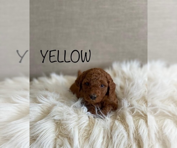 Medium Photo #4 Goldendoodle (Miniature) Puppy For Sale in SYRACUSE, UT, USA