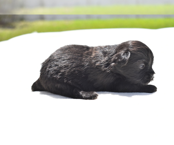 Medium Photo #4 Shih Aussie Puppy For Sale in PALM COAST, FL, USA