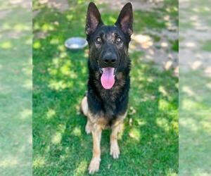 German Shepherd Dog Dogs for adoption in Riverside, CA, USA