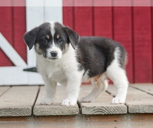 Pembroke Welsh Corgi Puppy for sale in LIBERTY, KY, USA