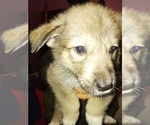 Small Photo #10 German Shepherd Dog-Golden Pyrenees Mix Puppy For Sale in CHICAGO, IL, USA