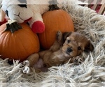 Small Photo #2 Morkie-Yorkshire Terrier Mix Puppy For Sale in CAPE CORAL, FL, USA
