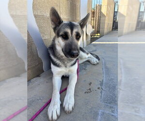 German Shepherd Dog Dogs for adoption in Riverside, CA, USA