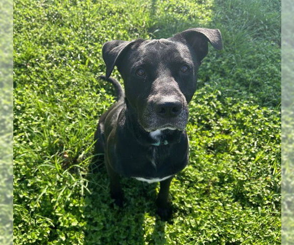 Medium Photo #2 American Pit Bull Terrier-Labrador Retriever Mix Puppy For Sale in Ocala, FL, USA