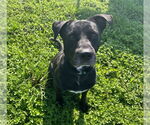 Small #1 American Pit Bull Terrier-Labrador Retriever Mix