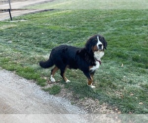 Mother of the Bernese Mountain Dog puppies born on 07/23/2025