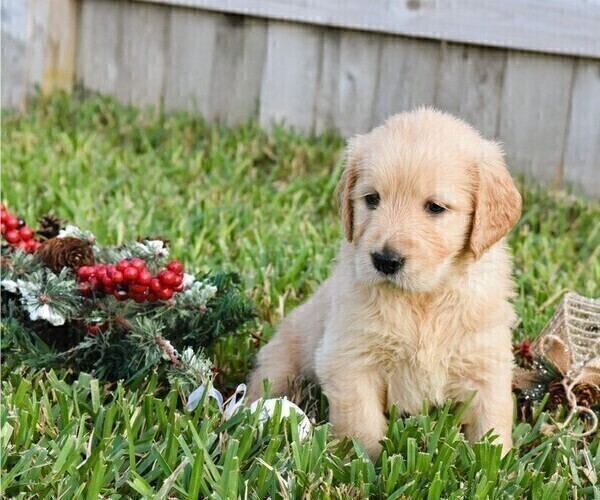 Medium Photo #13 Golden Retriever Puppy For Sale in RICHMOND, TX, USA